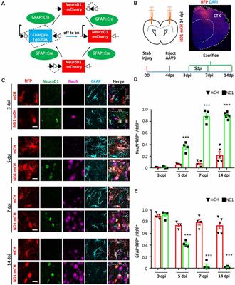 Development of Neuroregenerative Gene Therapy to Reverse Glial Scar Tissue Back to Neuron-Enriched Tissue